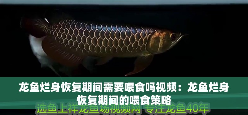 龍魚(yú)爛身恢復(fù)期間需要喂食嗎視頻：龍魚(yú)爛身恢復(fù)期間的喂食策略