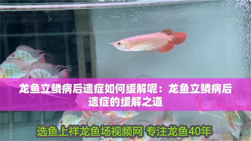 龍魚立鱗病后遺癥如何緩解呢：龍魚立鱗病后遺癥的緩解之道