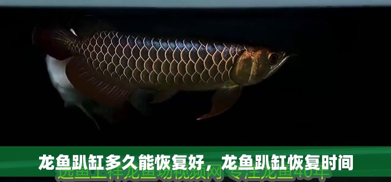 龍魚趴缸多久能恢復好，龍魚趴缸恢復時間 龍魚趴缸多久能恢復好，龍魚趴缸恢復時間 龍魚百科 第2張
