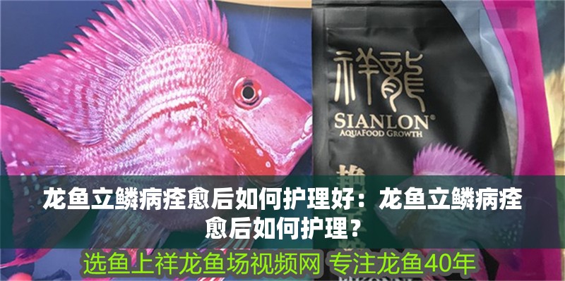 龍魚立鱗病痊愈后如何護理好：龍魚立鱗病痊愈后如何護理？