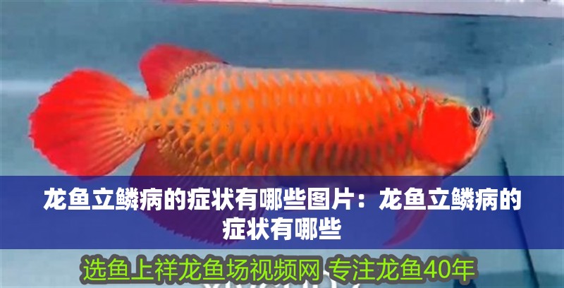 龍魚立鱗病的癥狀有哪些圖片：龍魚立鱗病的癥狀有哪些