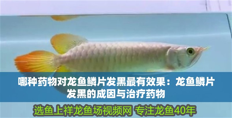 哪種藥物對龍魚鱗片發黑最有效果：龍魚鱗片發黑的成因與治療藥物