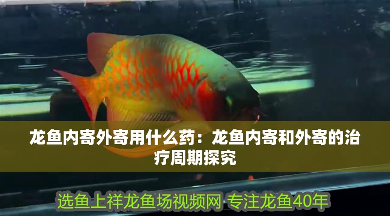 龍魚內寄外寄用什么藥：龍魚內寄和外寄的治療周期探究