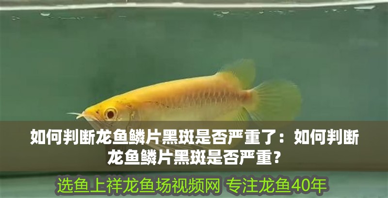 如何判斷龍魚鱗片黑斑是否嚴重了：如何判斷龍魚鱗片黑斑是否嚴重？