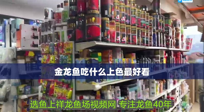 金龍魚吃什么上色最好看 龍魚百科 第2張 金龍魚吃什么上色最好看 金龍魚吃什么上色最好看 龍魚百科 第2張