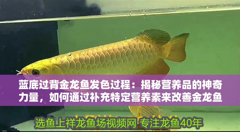 藍底過背金龍魚發色過程：揭秘營養品的神奇力量，如何通過補充特定營養素來改善金龍魚的發色？