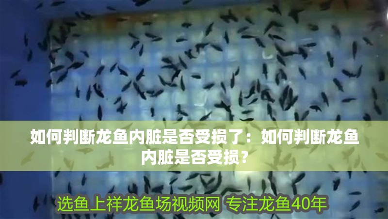 如何判斷龍魚內臟是否受損了：如何判斷龍魚內臟是否受損？