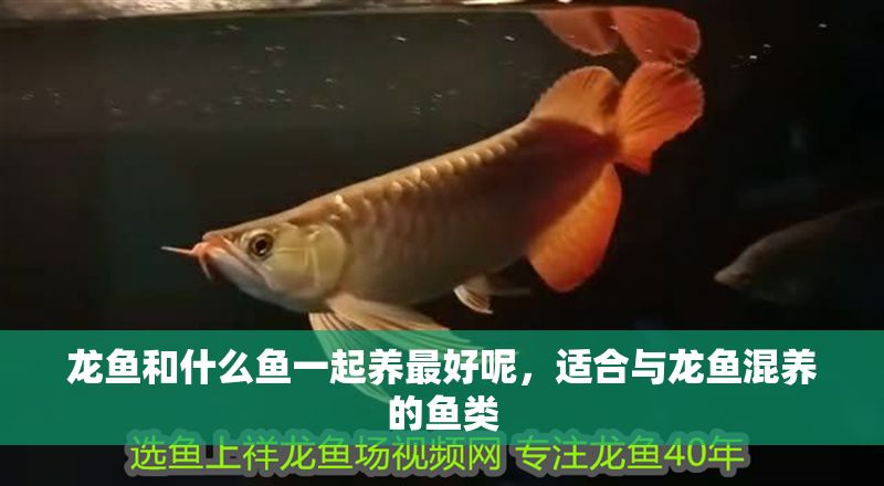 龍魚和什么魚一起養最好呢，適合與龍魚混養的魚類