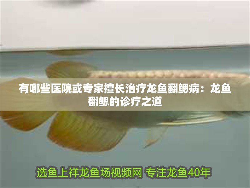 有哪些醫院或專家擅長治療龍魚翻鰓病：龍魚翻鰓的診療之道