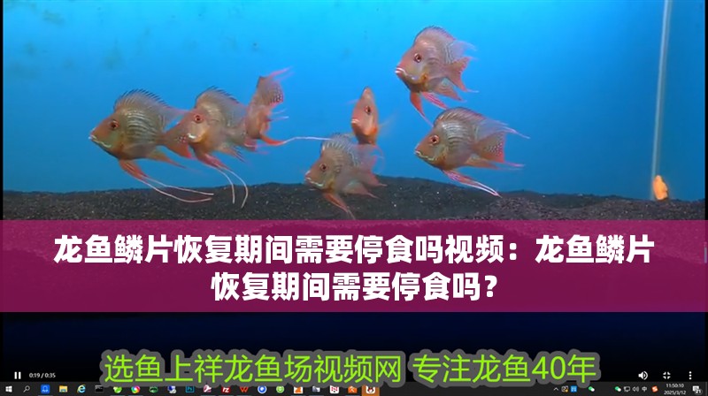 龍魚鱗片恢復(fù)期間需要停食嗎視頻：龍魚鱗片恢復(fù)期間需要停食嗎？