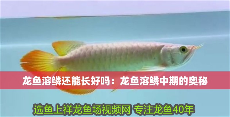 龍魚溶鱗還能長好嗎：龍魚溶鱗中期的奧秘