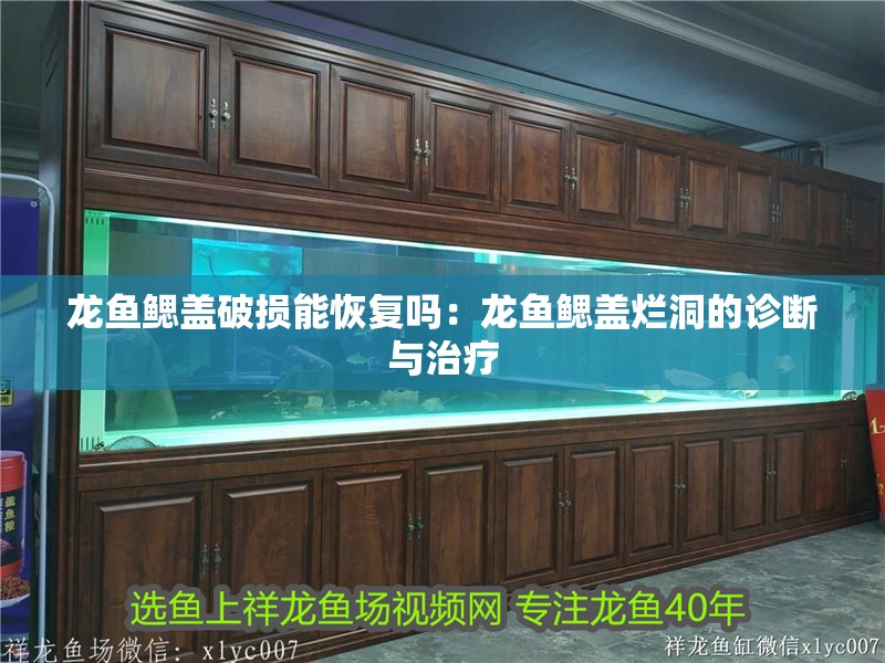 龍魚鰓蓋破損能恢復嗎：龍魚鰓蓋爛洞的診斷與治療