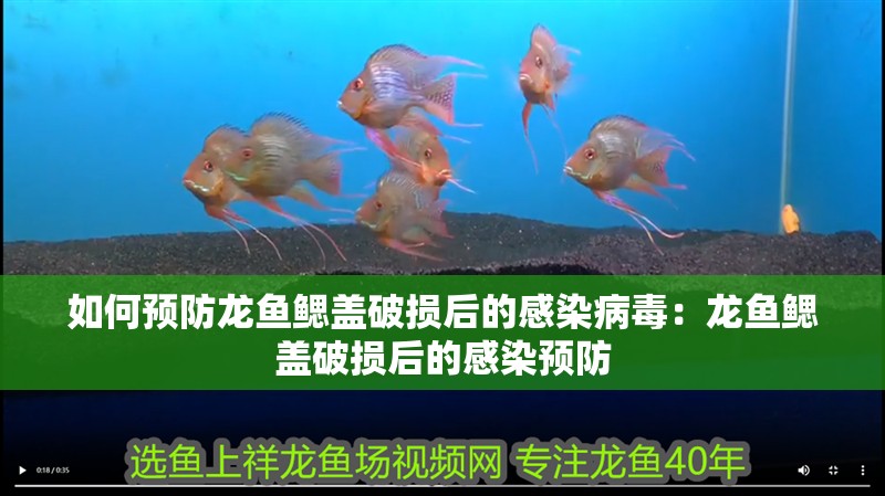 如何預(yù)防龍魚鰓蓋破損后的感染病毒：龍魚鰓蓋破損后的感染預(yù)防