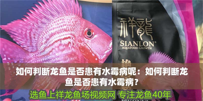如何判斷龍魚(yú)是否患有水霉病呢：如何判斷龍魚(yú)是否患有水霉病？