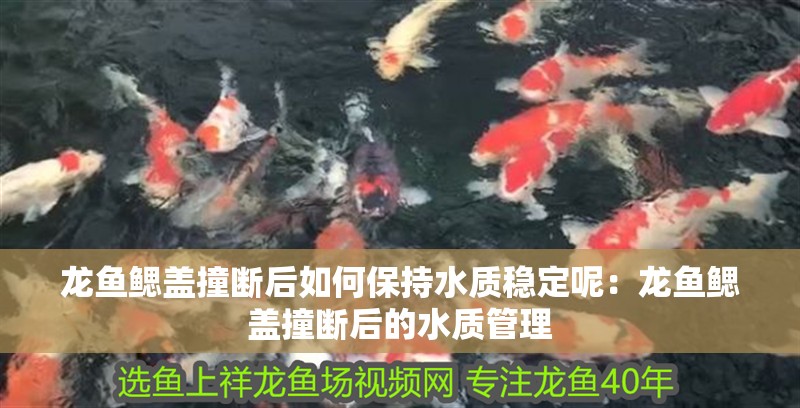 龍魚鰓蓋撞斷后如何保持水質穩定呢：龍魚鰓蓋撞斷后的水質管理
