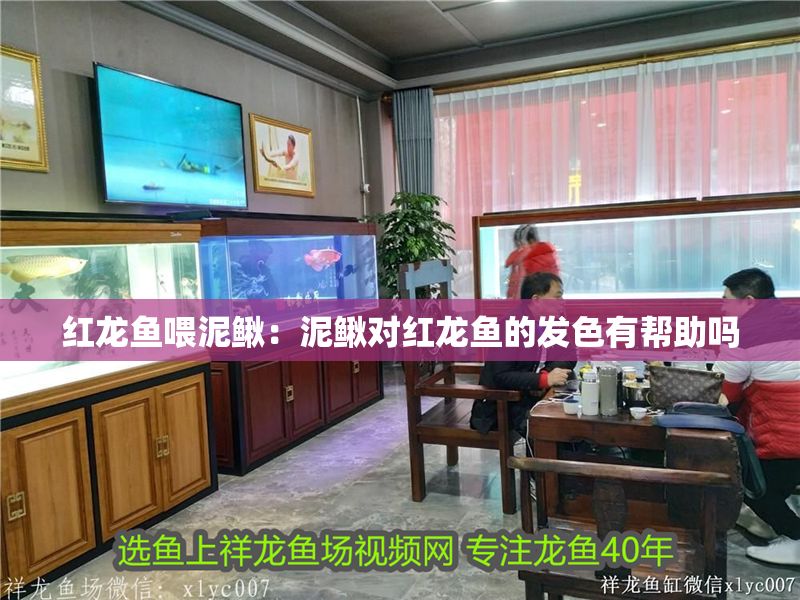 紅龍魚喂泥鰍：泥鰍對紅龍魚的發色有幫助嗎