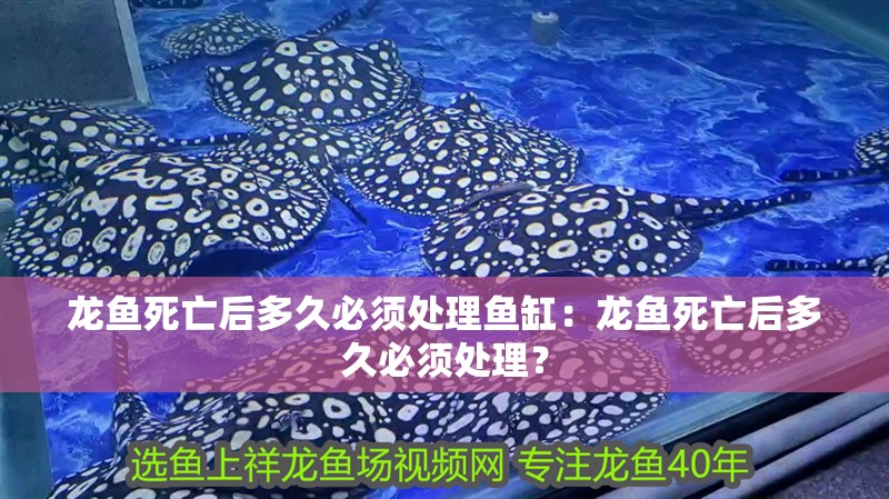 龍魚死亡后多久必須處理魚缸：龍魚死亡后多久必須處理？