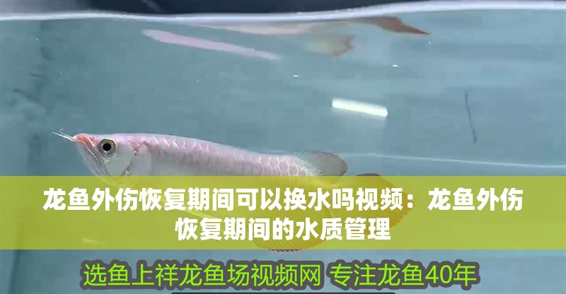 龍魚外傷恢復期間可以換水嗎視頻：龍魚外傷恢復期間的水質管理