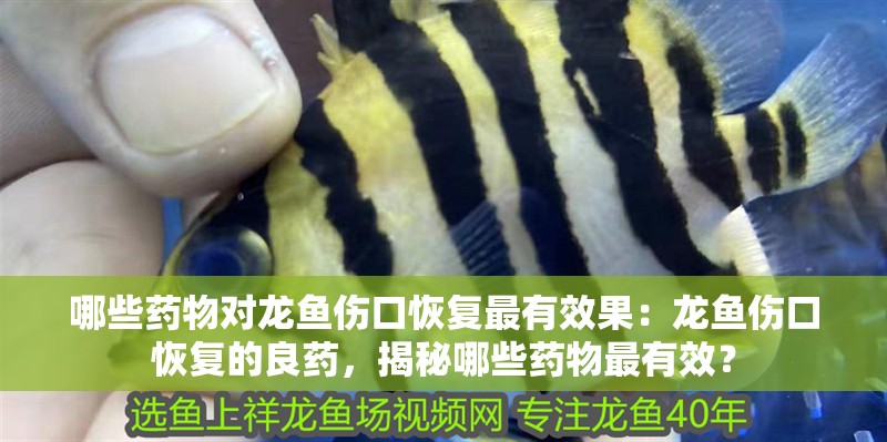 哪些藥物對龍魚傷口恢復(fù)最有效果：龍魚傷口恢復(fù)的良藥，揭秘哪些藥物最有效？
