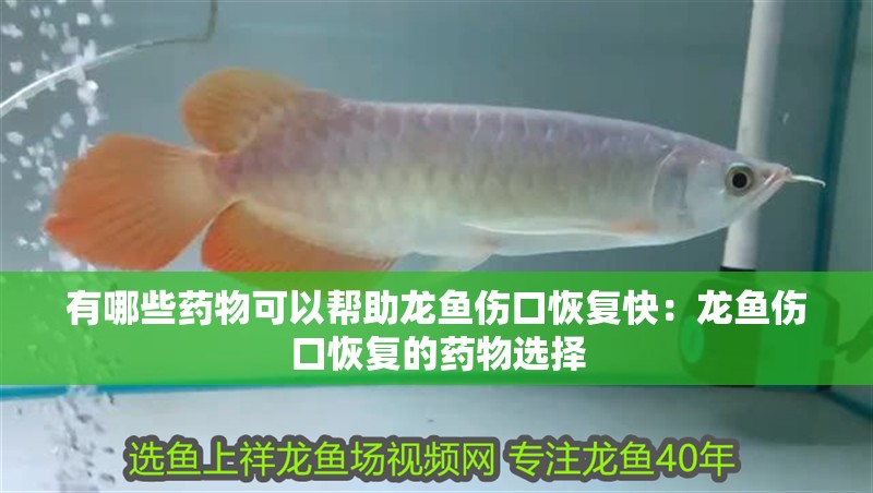 有哪些藥物可以幫助龍魚傷口恢復快：龍魚傷口恢復的藥物選擇