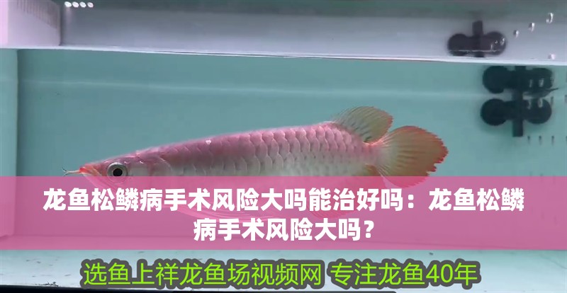 龍魚松鱗病手術風險大嗎能治好嗎：龍魚松鱗病手術風險大嗎？