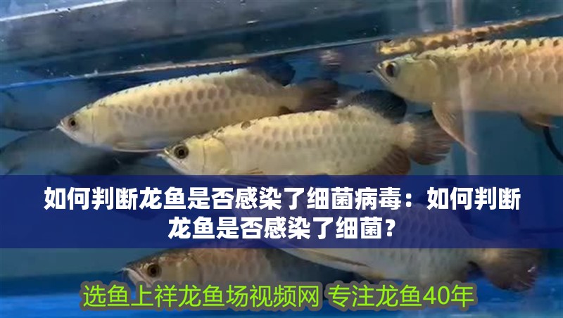 如何判斷龍魚是否感染了細(xì)菌病毒：如何判斷龍魚是否感染了細(xì)菌？