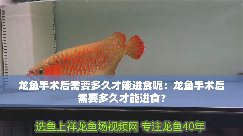 龍魚手術后需要多久才能進食呢：龍魚手術后需要多久才能進食？