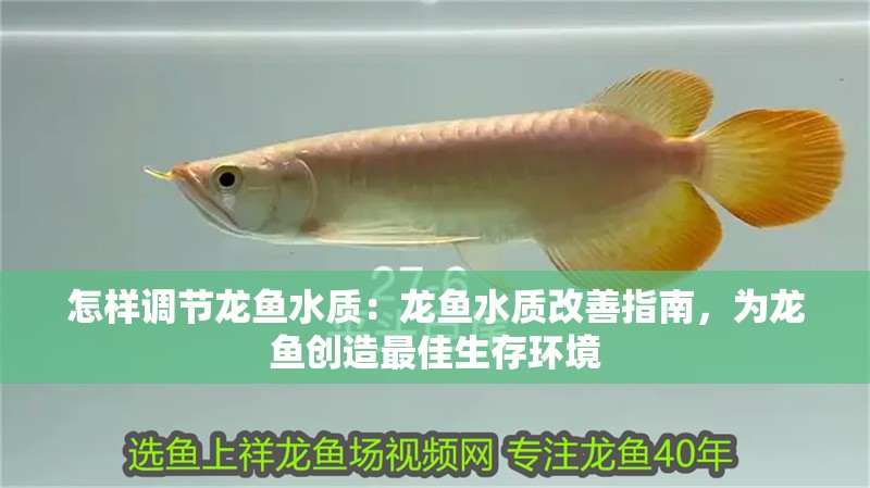 怎樣調節龍魚水質：龍魚水質改善指南，為龍魚創造最佳生存環境