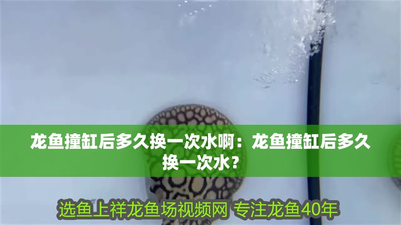 龍魚撞缸后多久換一次水啊：龍魚撞缸后多久換一次水？