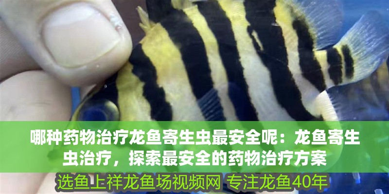 哪種藥物治療龍魚(yú)寄生蟲(chóng)最安全呢：龍魚(yú)寄生蟲(chóng)治療，探索最安全的藥物治療方案