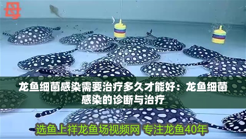 龍魚細菌感染需要治療多久才能好：龍魚細菌感染的診斷與治療