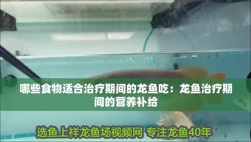 哪些食物適合治療期間的龍魚吃：龍魚治療期間的營養補給