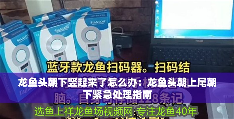 龍魚頭朝下豎起來了怎么辦：龍魚頭朝上尾朝下緊急處理指南 龍魚頭朝下豎起來了怎么辦：龍魚頭朝上尾朝下緊急處理指南 水族問答