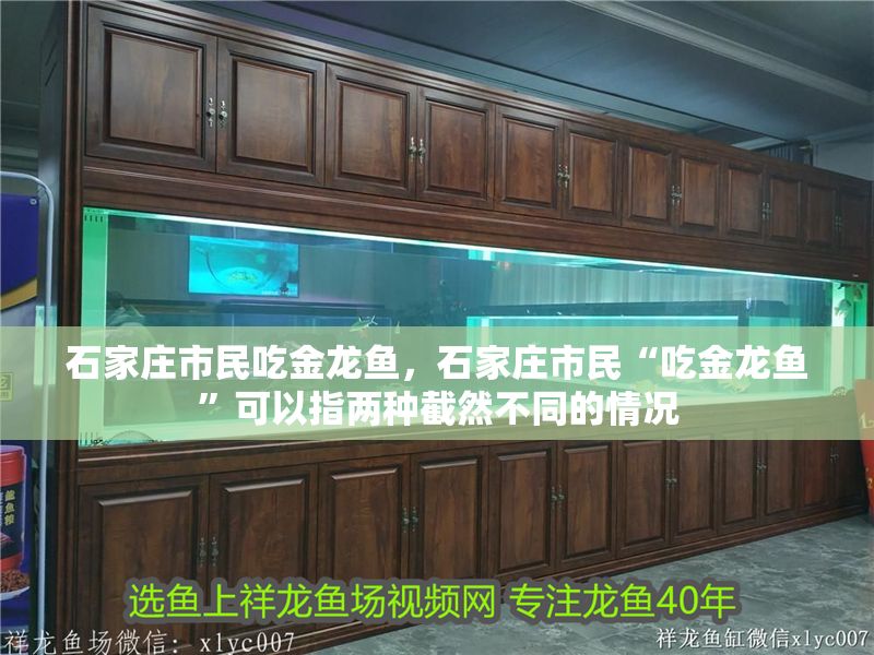 石家莊市民吃金龍魚，石家莊市民“吃金龍魚”可以指兩種截然不同的情況