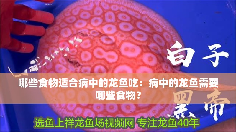 哪些食物適合病中的龍魚吃：病中的龍魚需要哪些食物？