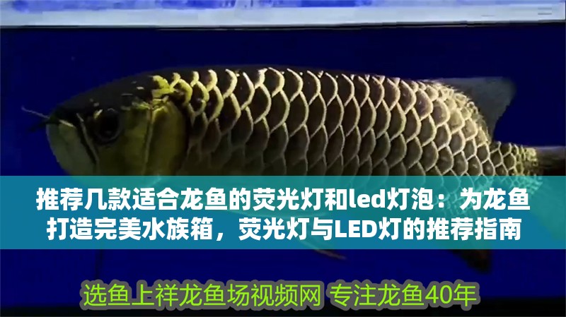推薦幾款適合龍魚的熒光燈和led燈泡：為龍魚打造完美水族箱，熒光燈與LED燈的推薦指南