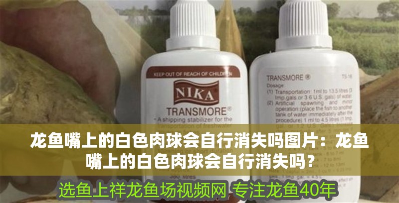 龍魚嘴上的白色肉球會自行消失嗎圖片：龍魚嘴上的白色肉球會自行消失嗎？ 龍魚嘴上的白色肉球會自行消失嗎圖片：龍魚嘴上的白色肉球會自行消失嗎？ 水族問答