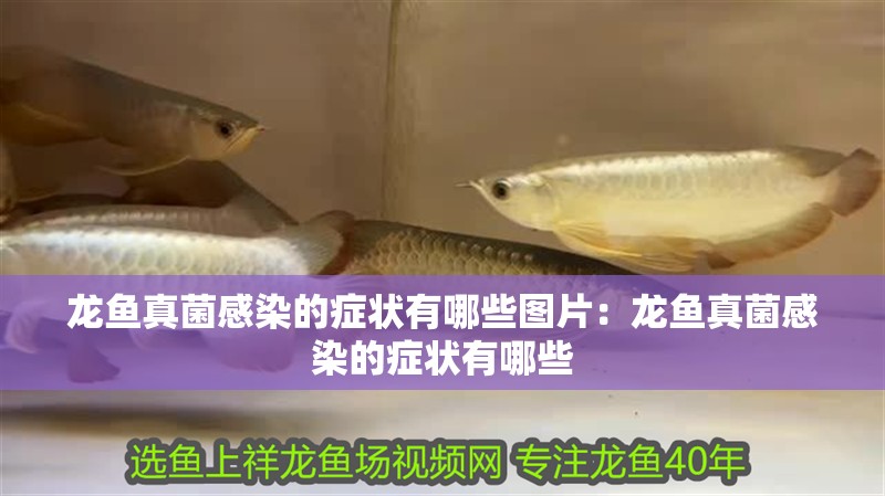 龍魚真菌感染的癥狀有哪些圖片：龍魚真菌感染的癥狀有哪些
