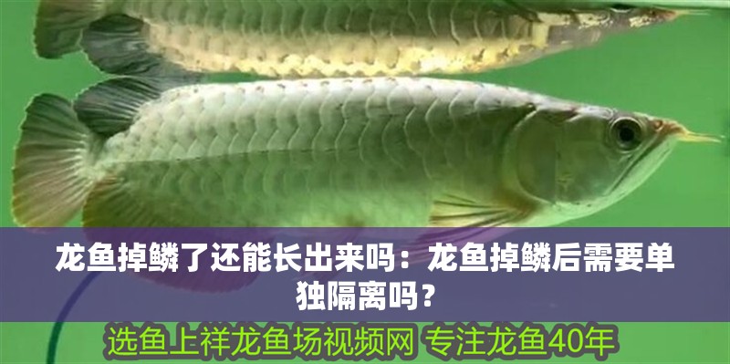龍魚掉鱗了還能長出來嗎：龍魚掉鱗后需要單獨隔離嗎？