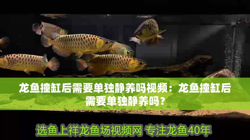 龍魚撞缸后需要單獨靜養嗎視頻：龍魚撞缸后需要單獨靜養嗎？