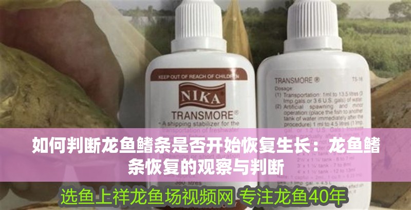 如何判斷龍魚鰭條是否開始恢復(fù)生長：龍魚鰭條恢復(fù)的觀察與判斷