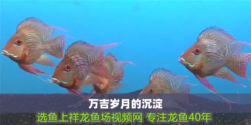 萬吉歲月的沉淀 龍魚百科 第1張 萬吉歲月的沉淀 萬吉歲月的沉淀 龍魚百科 第1張
