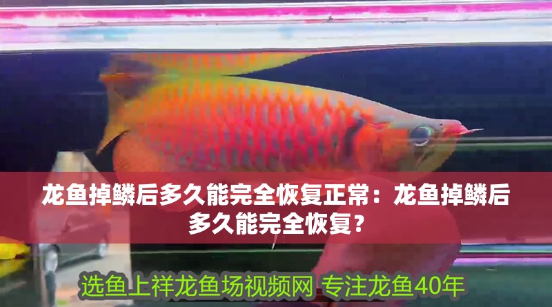 龍魚掉鱗后多久能完全恢復正常：龍魚掉鱗后多久能完全恢復？
