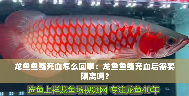 龍魚魚鰭充血怎么回事：龍魚魚鰭充血后需要隔離嗎？