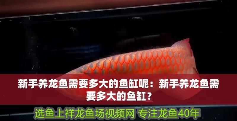 新手養(yǎng)龍魚需要多大的魚缸呢：新手養(yǎng)龍魚需要多大的魚缸？