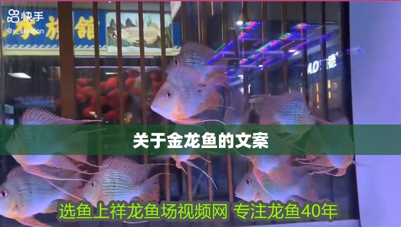 關于金龍魚的文案