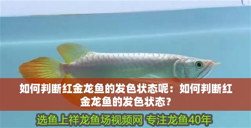 如何判斷紅金龍魚的發(fā)色狀態(tài)呢：如何判斷紅金龍魚的發(fā)色狀態(tài)？