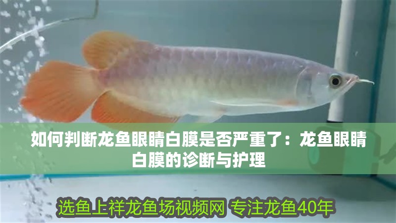 如何判斷龍魚眼睛白膜是否嚴重了：龍魚眼睛白膜的診斷與護理