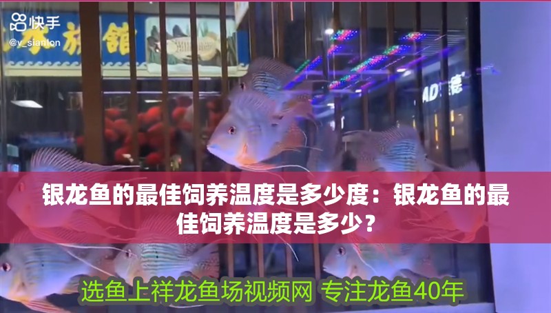 銀龍魚的最佳飼養溫度是多少度：銀龍魚的最佳飼養溫度是多少？