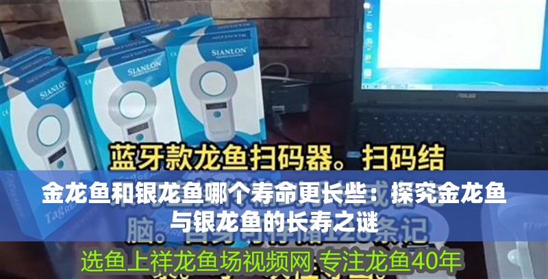 金龍魚和銀龍魚哪個壽命更長些：探究金龍魚與銀龍魚的長壽之謎